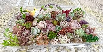 多肉  寄せ植え★flower 29car 水色★ 1点もの】多肉植物の寄せ植え（ホワイトポット） | アトリエ華